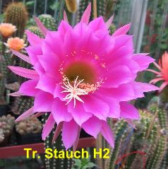 Tr. Stauch H2.3.3.jpg 